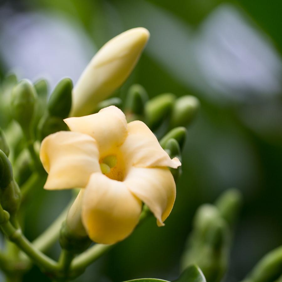 Puakenikeni Soy Candle
