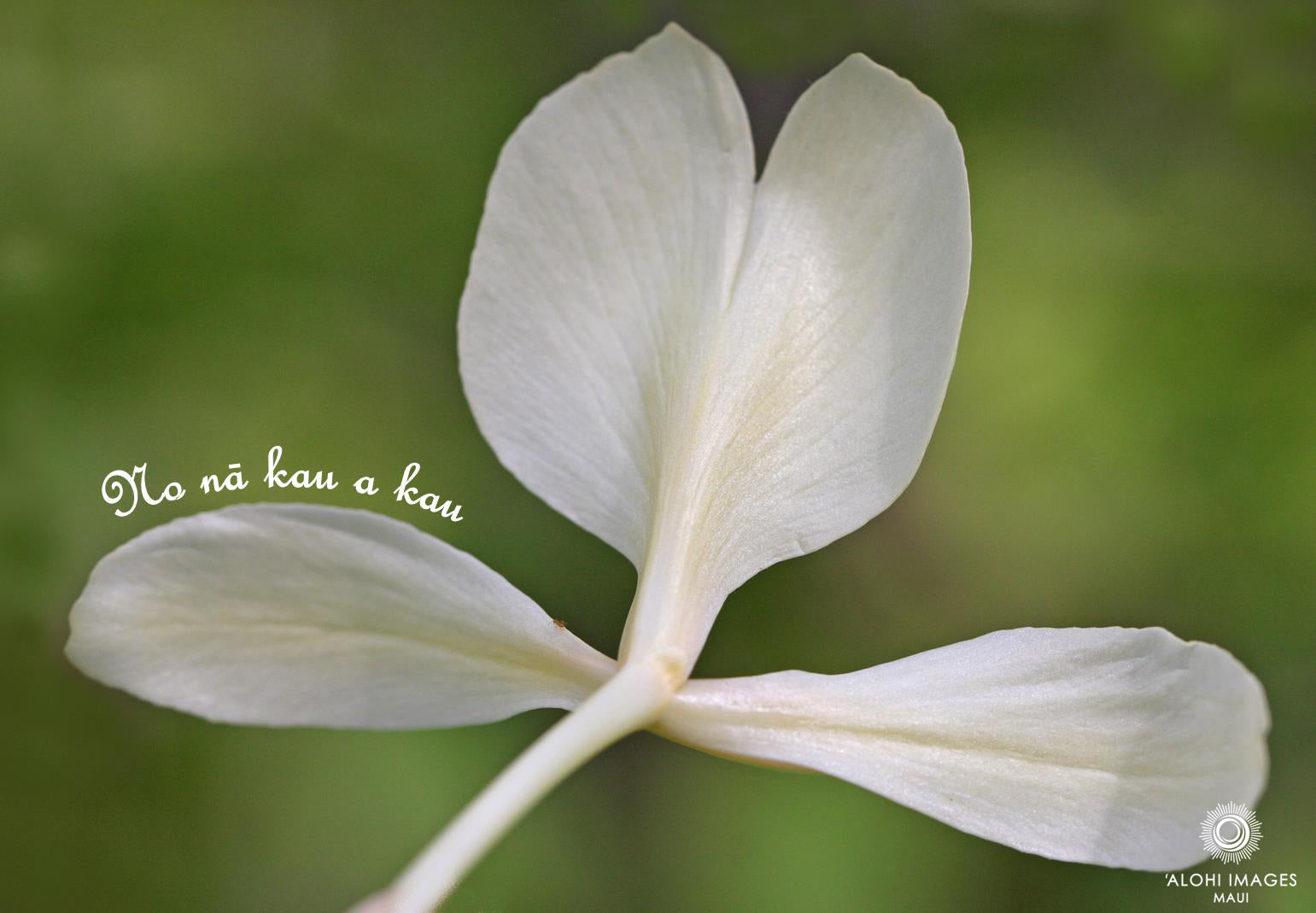 Pop-Up Mākeke - Alohi Images Maui - Awapuhi (White Ginger) - WeddingAnniversary Greeting Card - Forever and Ever
