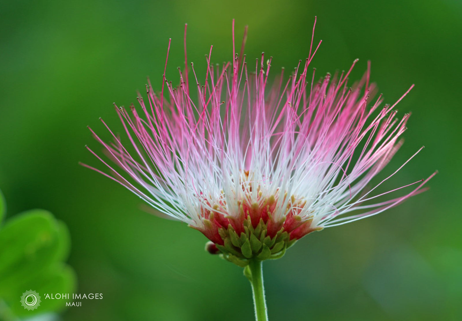 Pop-Up Mākeke - Alohi Images Maui - Noho‘ana Variety Blank Notecard Set