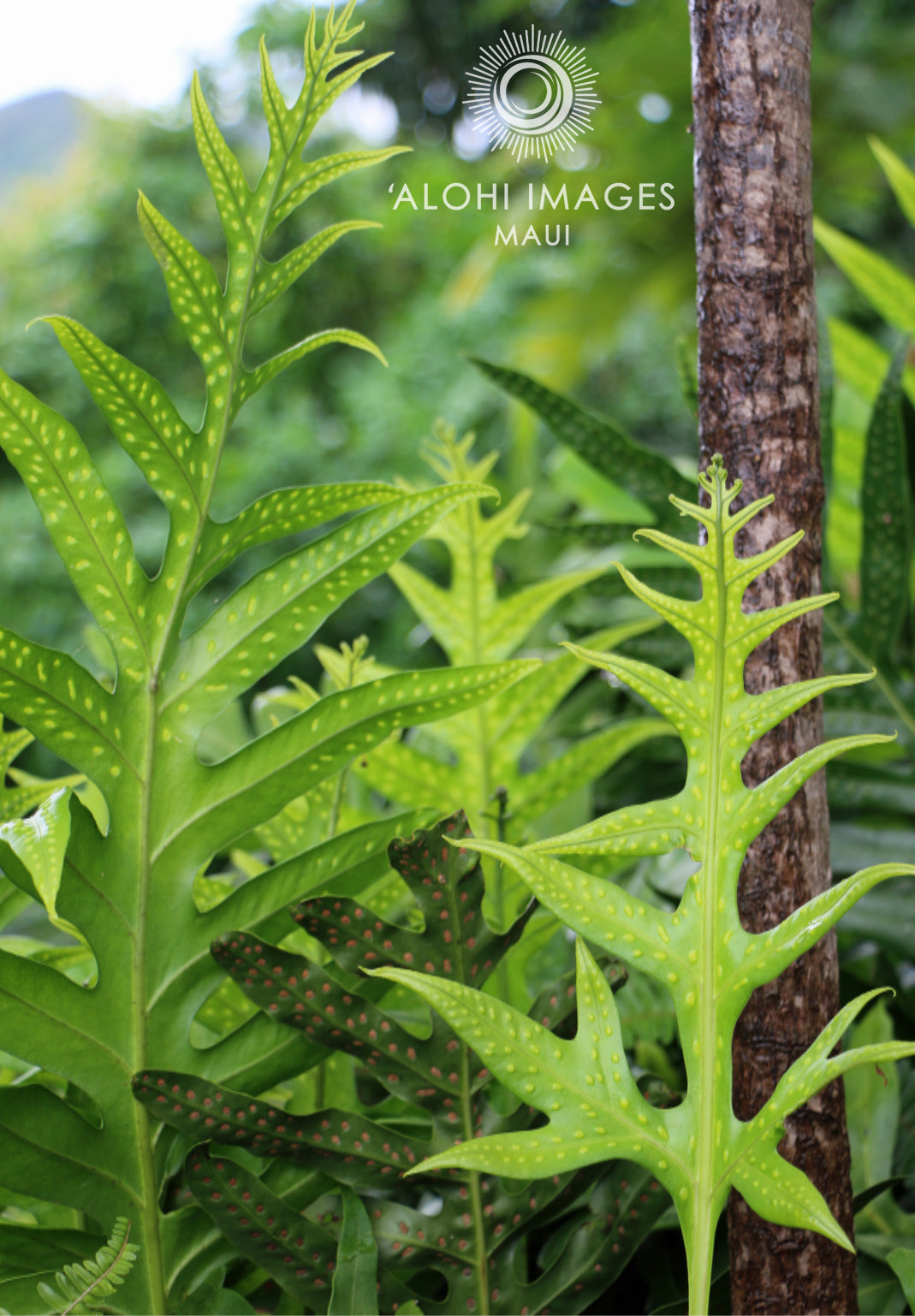 Pop-Up Mākeke - Alohi Images Maui - Noho‘ana Variety Blank Notecard Set