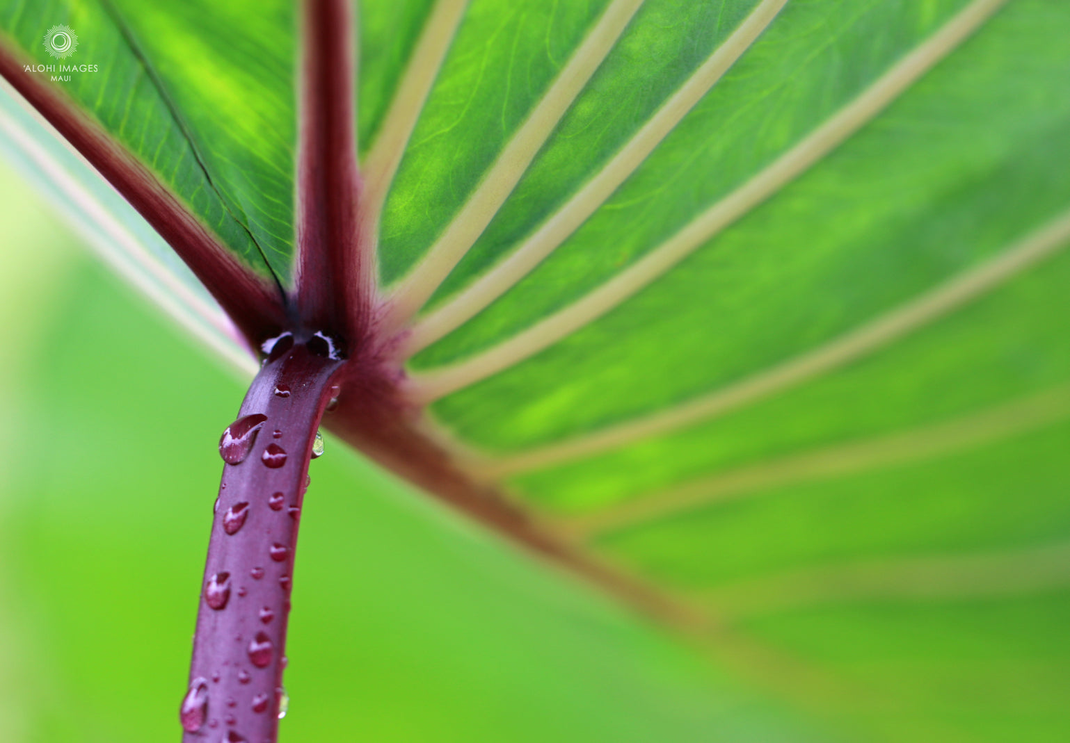 Pop-Up Mākeke - Alohi Images Maui - Noho‘ana Variety Blank Notecard Set