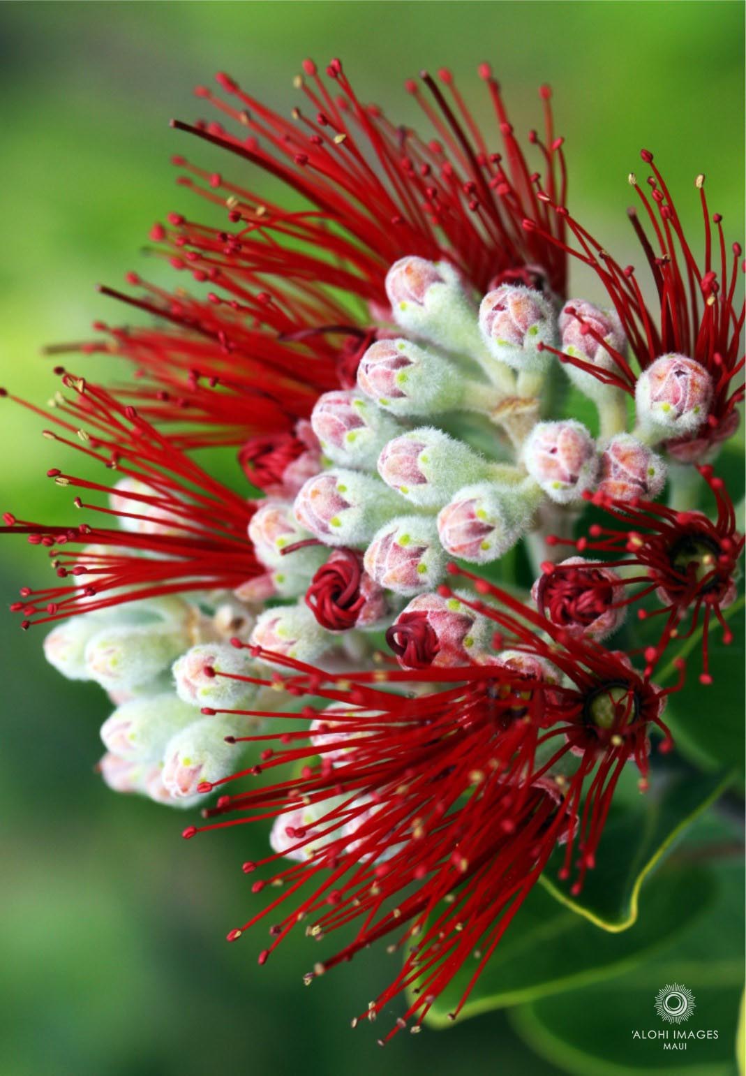 Pop-Up Mākeke - Alohi Images Maui - ‘Ōhi‘a Variety Notecard Set