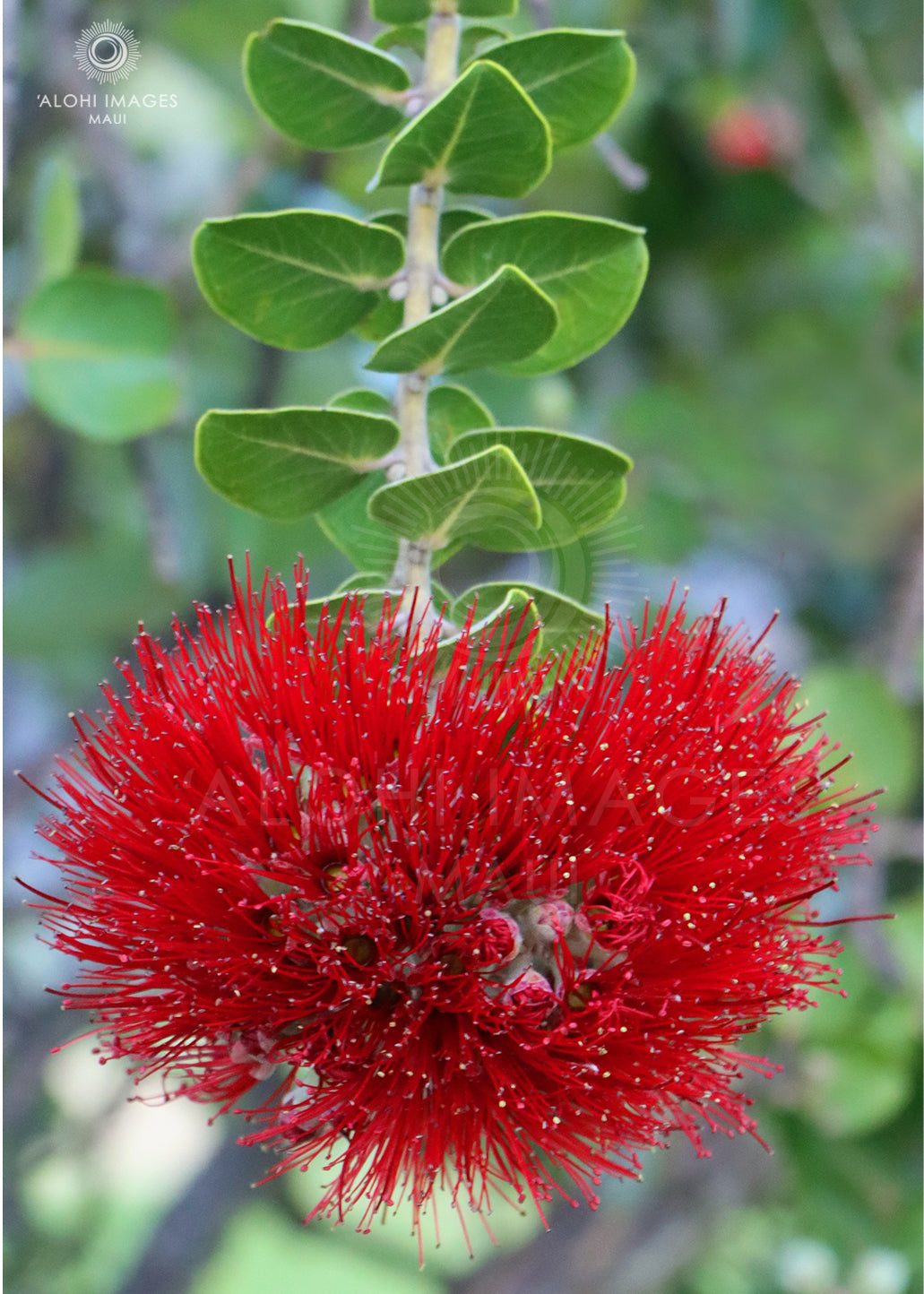 Pop-Up Mākeke - Alohi Images Maui - ‘Ōhi‘a Variety Notecard Set