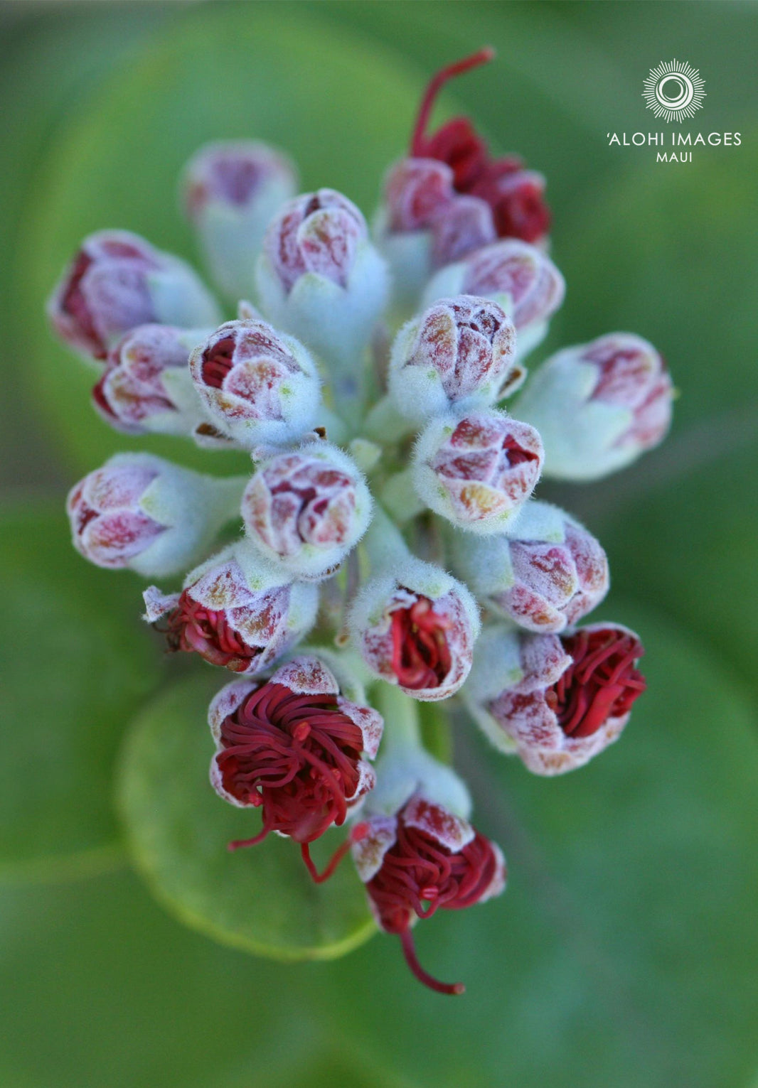 Pop-Up Mākeke - Alohi Images Maui - ‘Ōhi‘a Variety Notecard Set