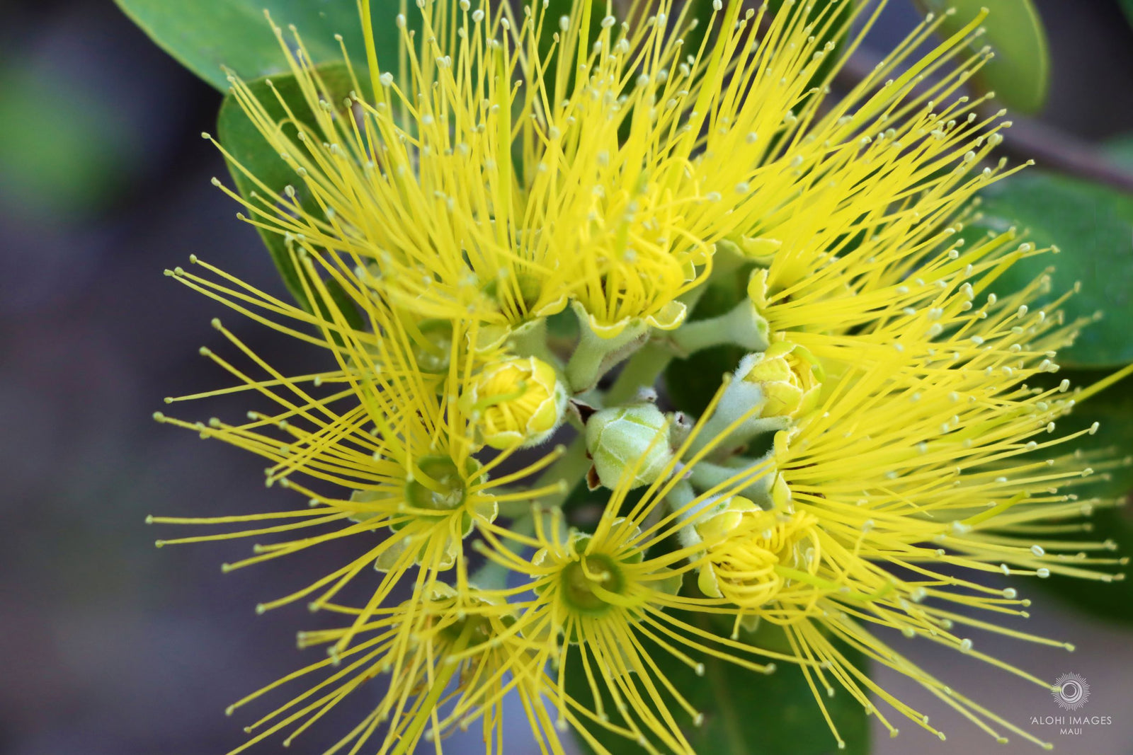 Pop-Up Mākeke - Alohi Images Maui - ‘Ōhi‘a Variety Notecard Set