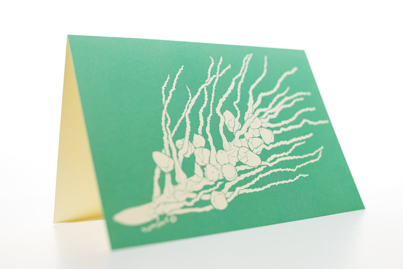 Tutuvi Coconut Note Card 5" x 7"
