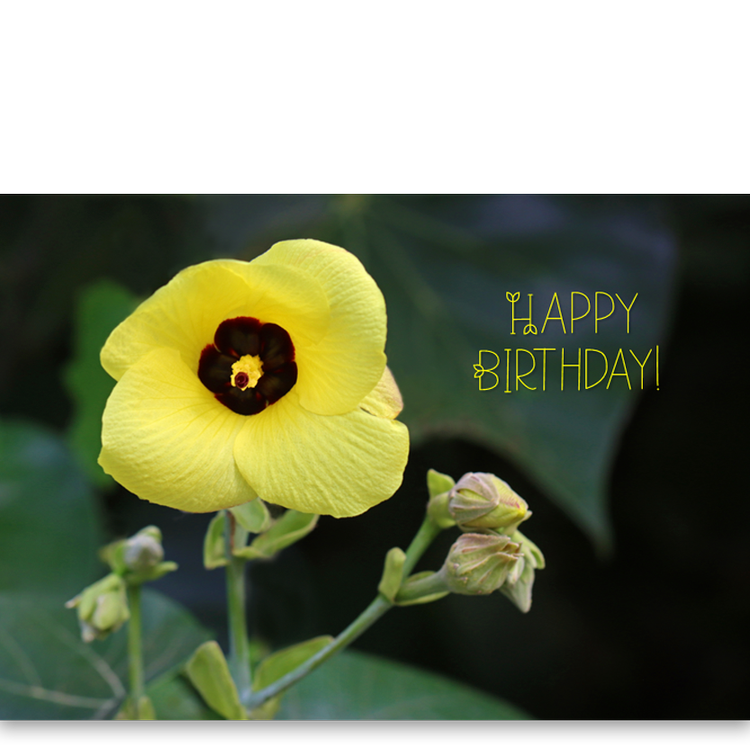 Pop-Up Mākeke - Alohi Images Maui - Hau - "Happy Birthday" Greeting Card - Front View