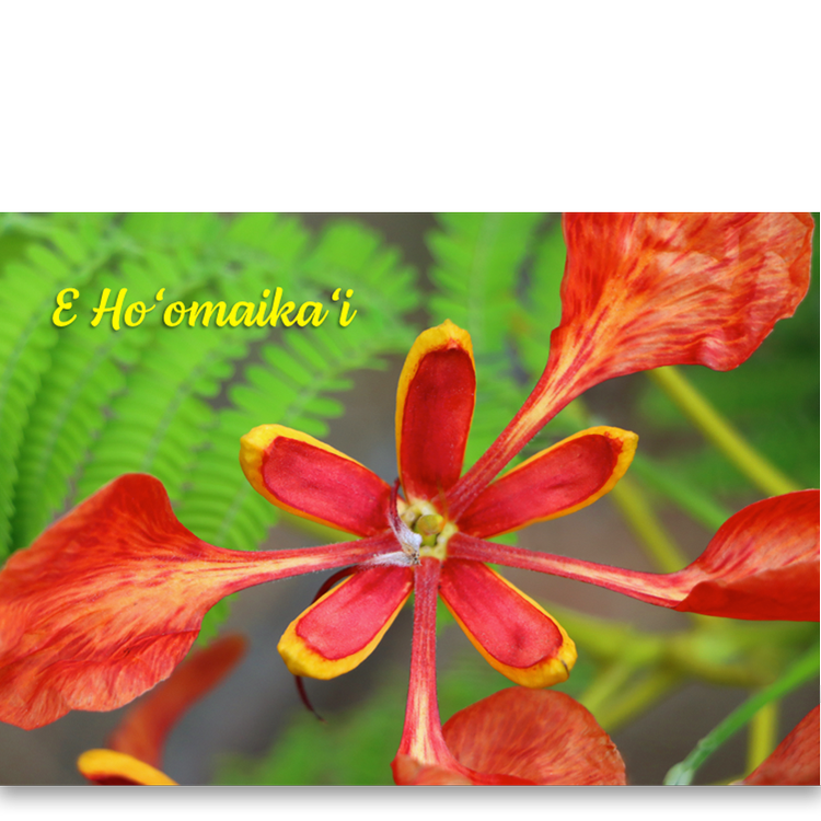 Pop-Up Mākeke - Alohi Images Maui - Royal Poinciana - &quot;Congratulations&quot; Greeting Card - Front View