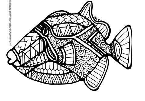 Pop-Up Mākeke - Advance Wildlife Education - Ma Kai Hawaiian Marine Wildlife Educational Coloring Book - Coloring Page