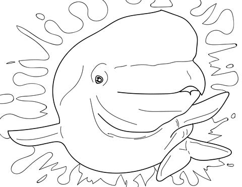 Pop-Up Mākeke - Advance Wildlife Education - Marine Mammals Wildlife Educational Coloring Book - Coloring Page