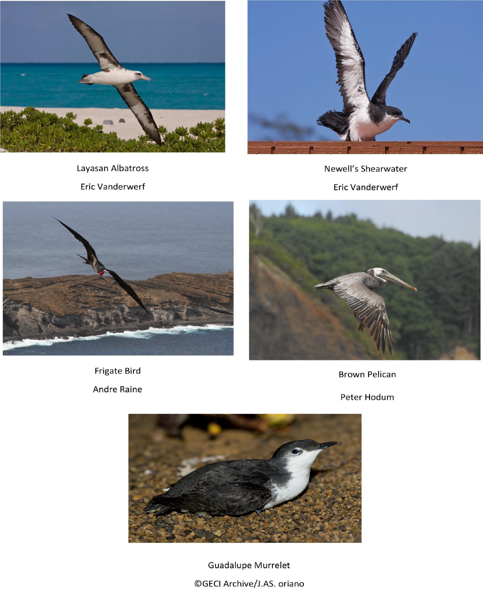 Pop-Up Mākeke - Advance Wildlife Education - Seabirds of the South Pacific Wildlife Coloring Book - Photos