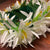 White Spiderlily & Plumeria Lei Poʻo