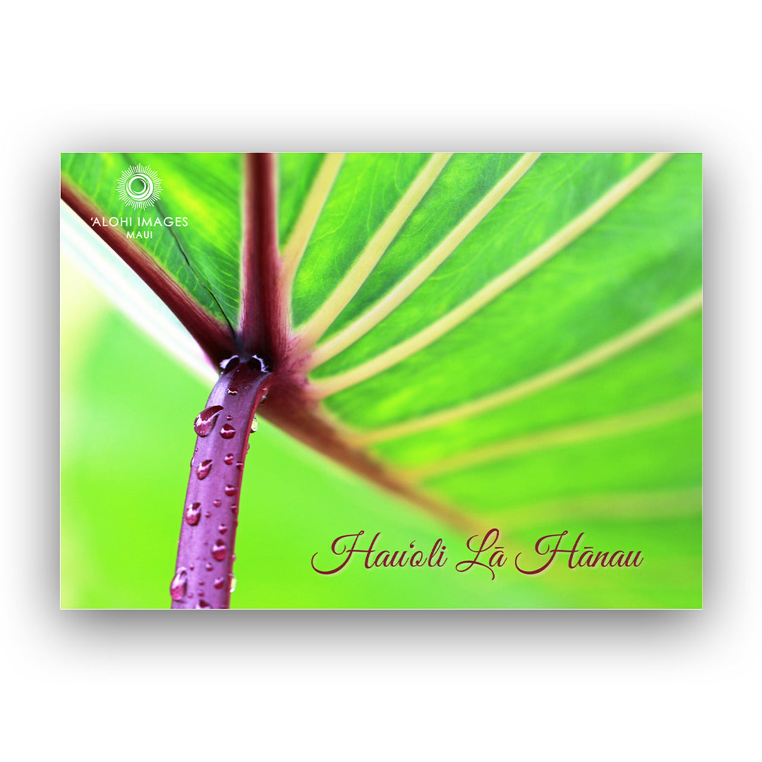 Pop-Up Mākeke - Alohi Images Maui - Hau‘oli Lā Hānau (Happy Birthday) Blank Greeting Card - Kalo Kūmū ‘Ula‘ula (Taro) - Front View