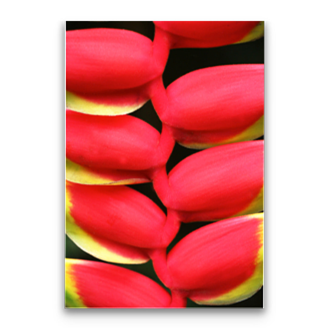 Pop-Up Mākeke - Alohi Images Maui - Heliconia Blank Notecard