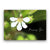 Pop-Up Mākeke - Alohi Images Maui - Naupaka Kahakai - Missing You Blank Greeting Card