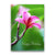 Pop-Up Mākeke - Alohi Images Maui - Pua Melia (Single Pink Plumeria) Birthday Greeting Card