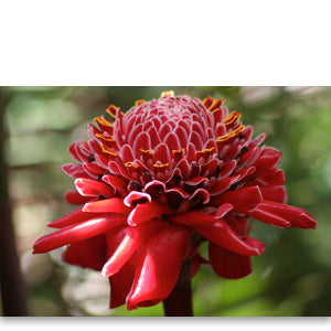 Pop-Up Mākeke - Alohi Images Maui - Torch Ginger Blank Notecard