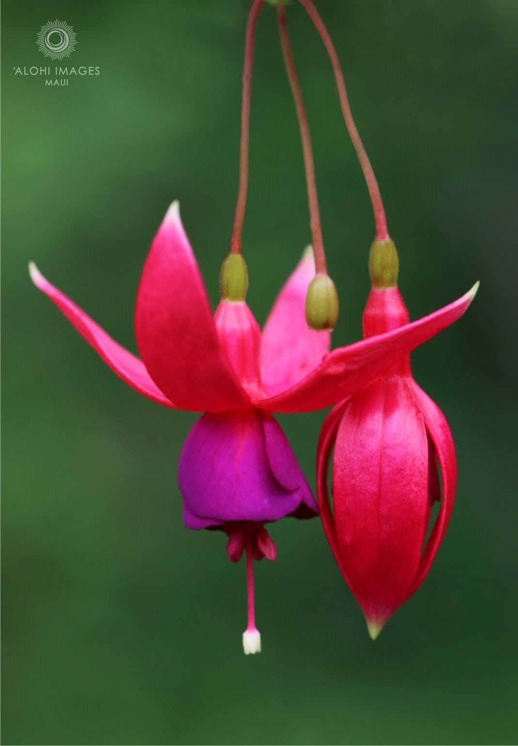 Pop-Up Mākeke - Alohi Images Maui - ‘Alohi Variety Notecard Set - Fuschia