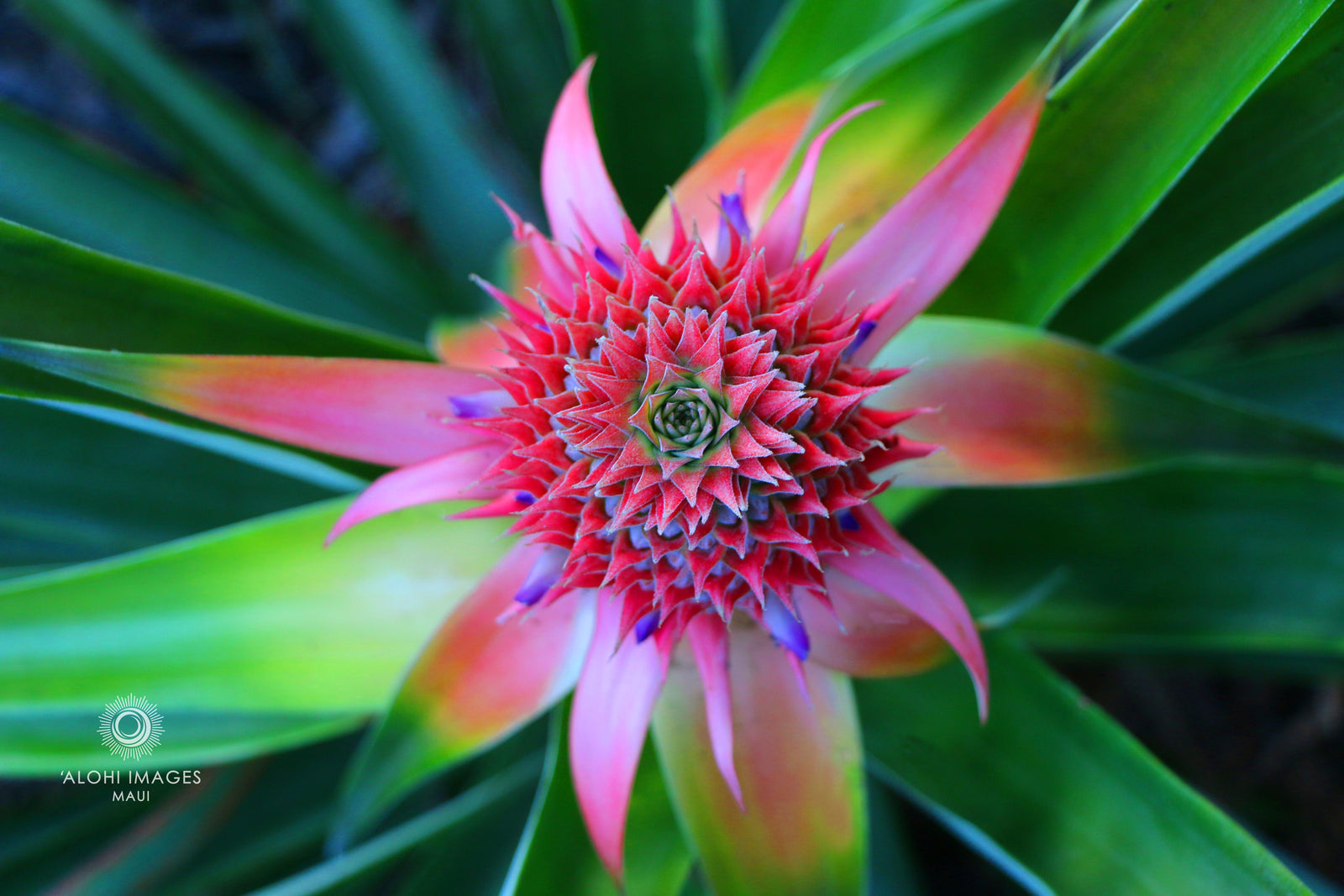 Pop-Up Mākeke - Alohi Images Maui - ‘Alohi Variety Notecard Set - Hala Kahiki