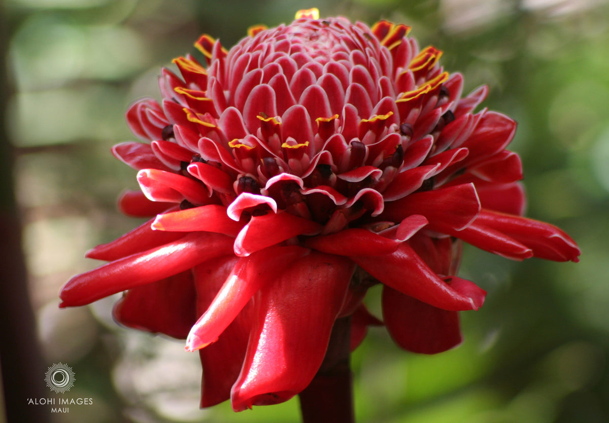 Pop-Up Mākeke - Alohi Images Maui - ‘Alohi Variety Notecard Set - Torch Ginger