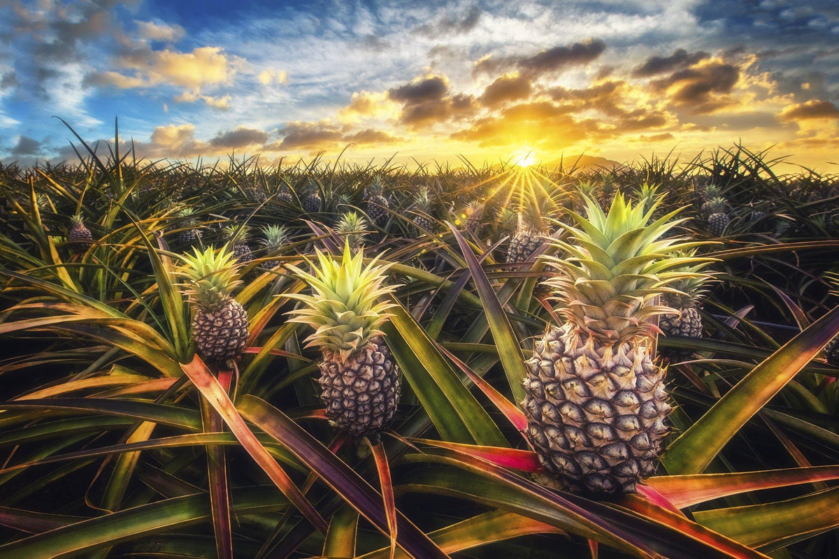 Pop-Up Mākeke - Hawaii Premier Puzzles - Pineapple Field Puzzle - Oahu, Hawaii 1000-Piece Puzzle