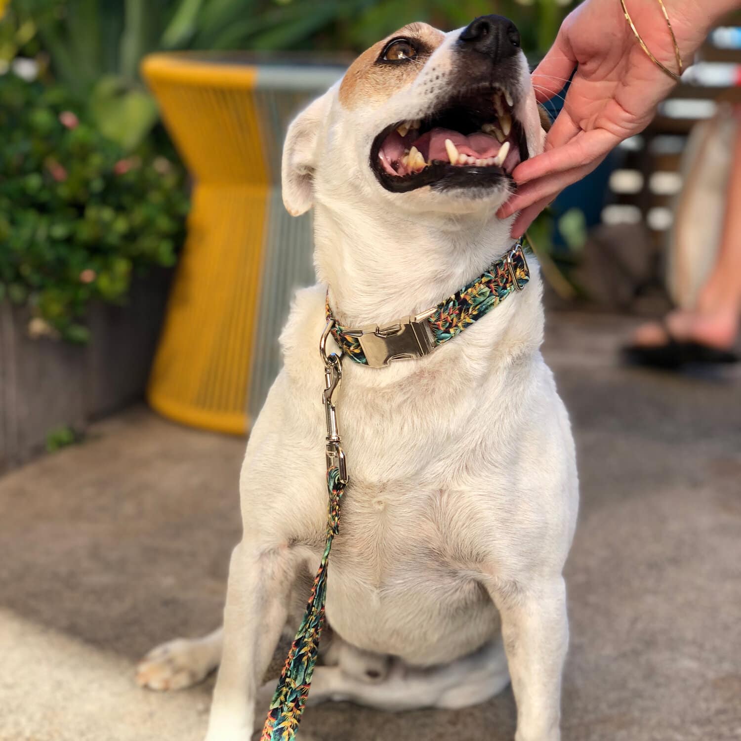Pop-Up Mākeke - Ilio & Co. - Heliconia Dog Collar - Front View