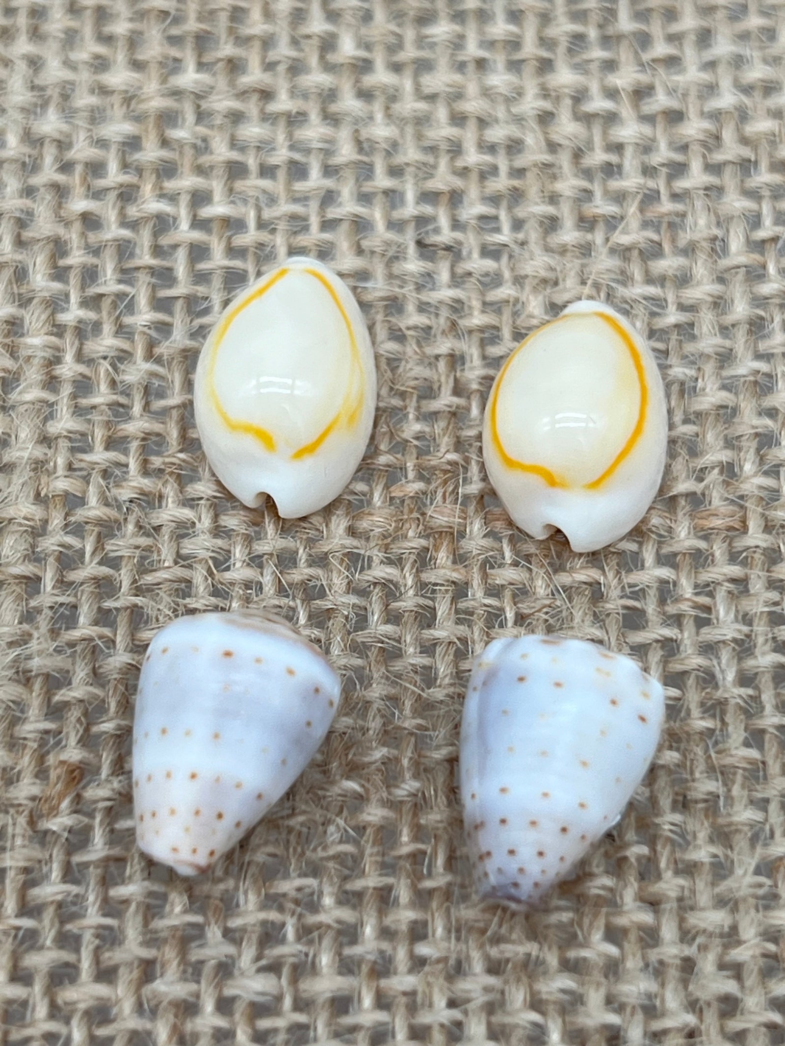 Pair of Assorted Shell Earrings