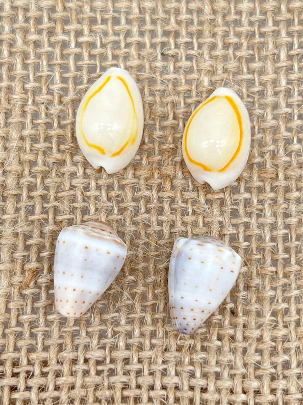 Pair of Assorted Shell Earrings