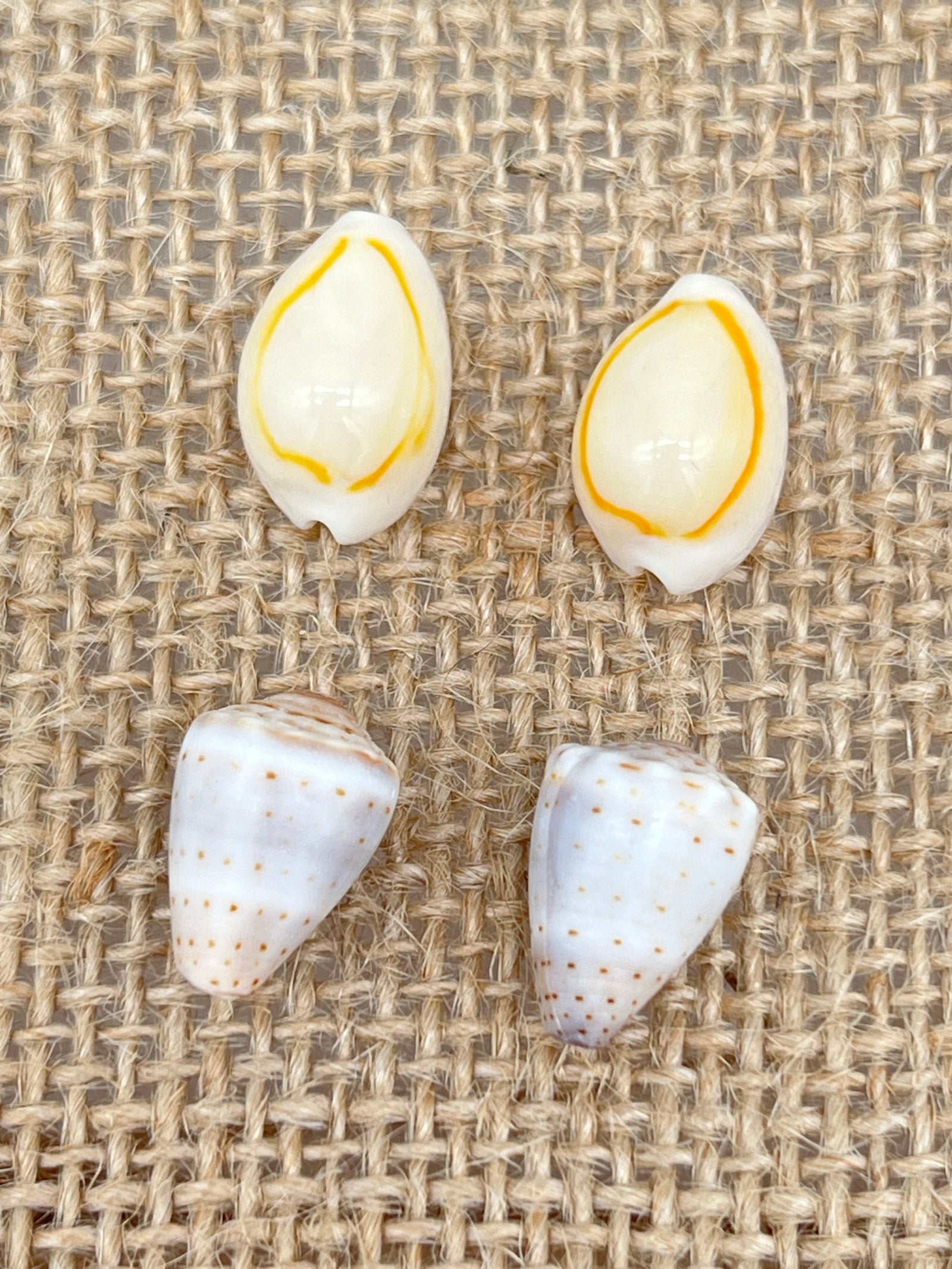 Pair of Assorted Shell Earrings