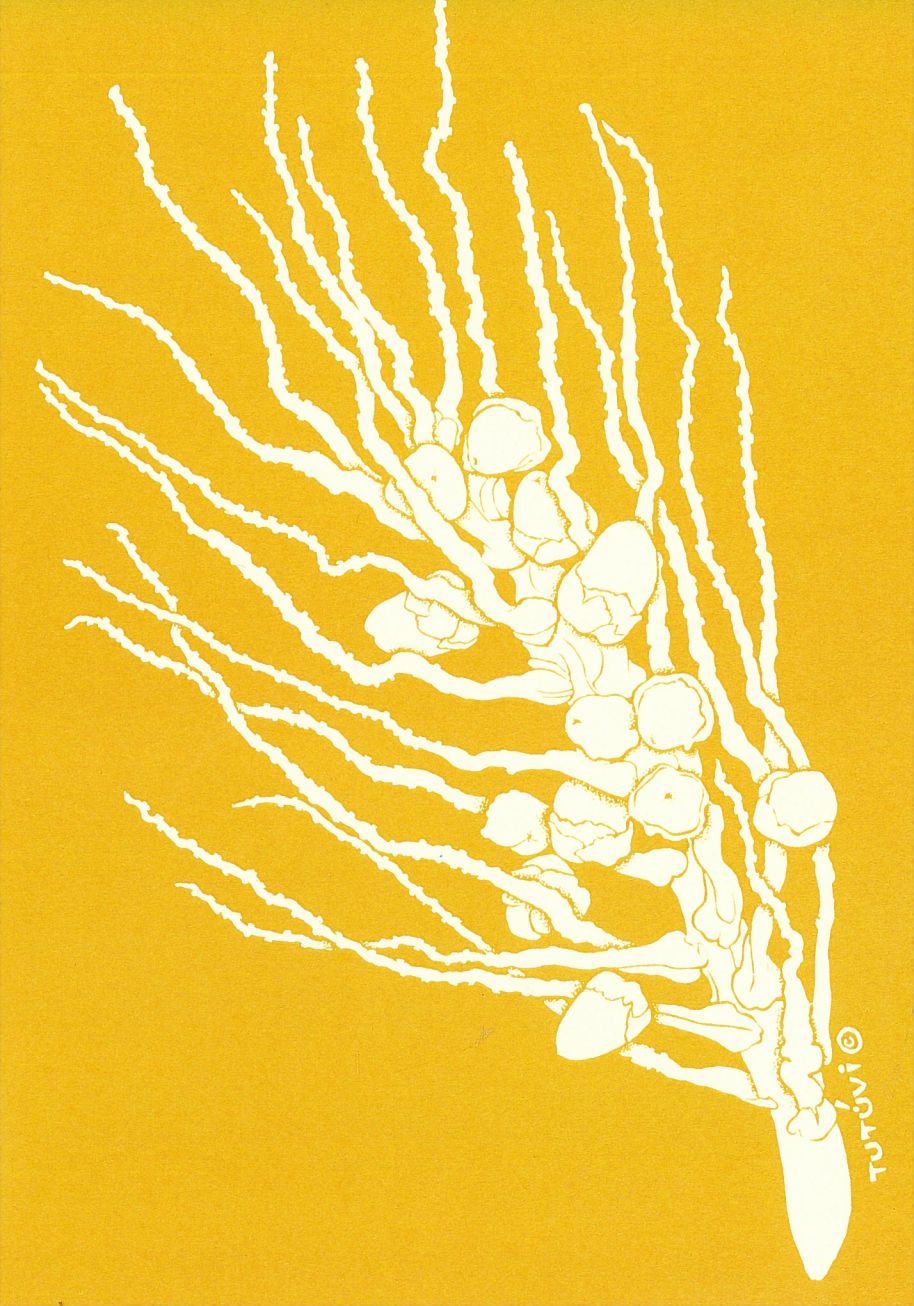 Tutuvi Coconut Note Card 5" x 7"