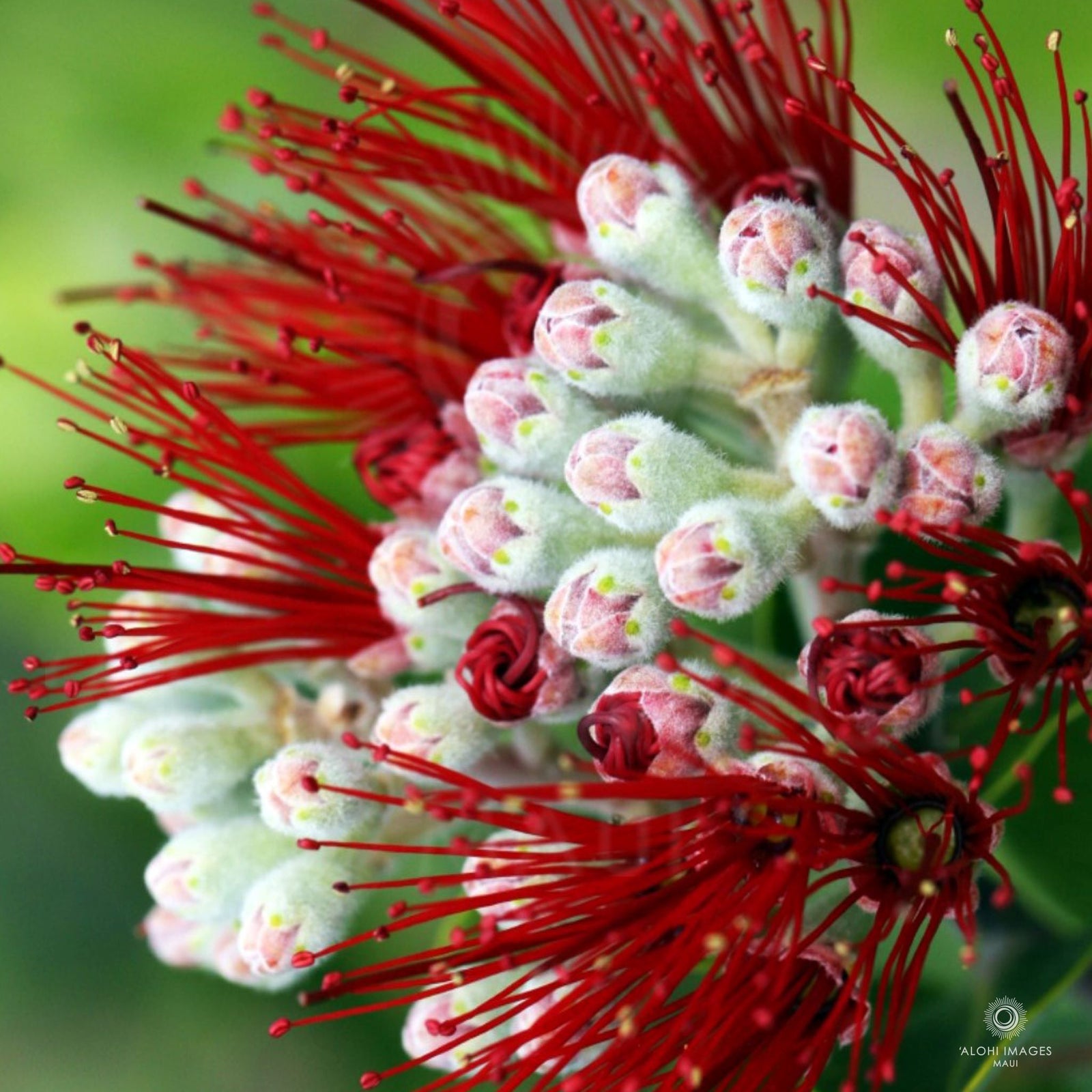 Photo Coasters - ʻŌhiʻa Mamo & ʻŌhiʻA Lehua