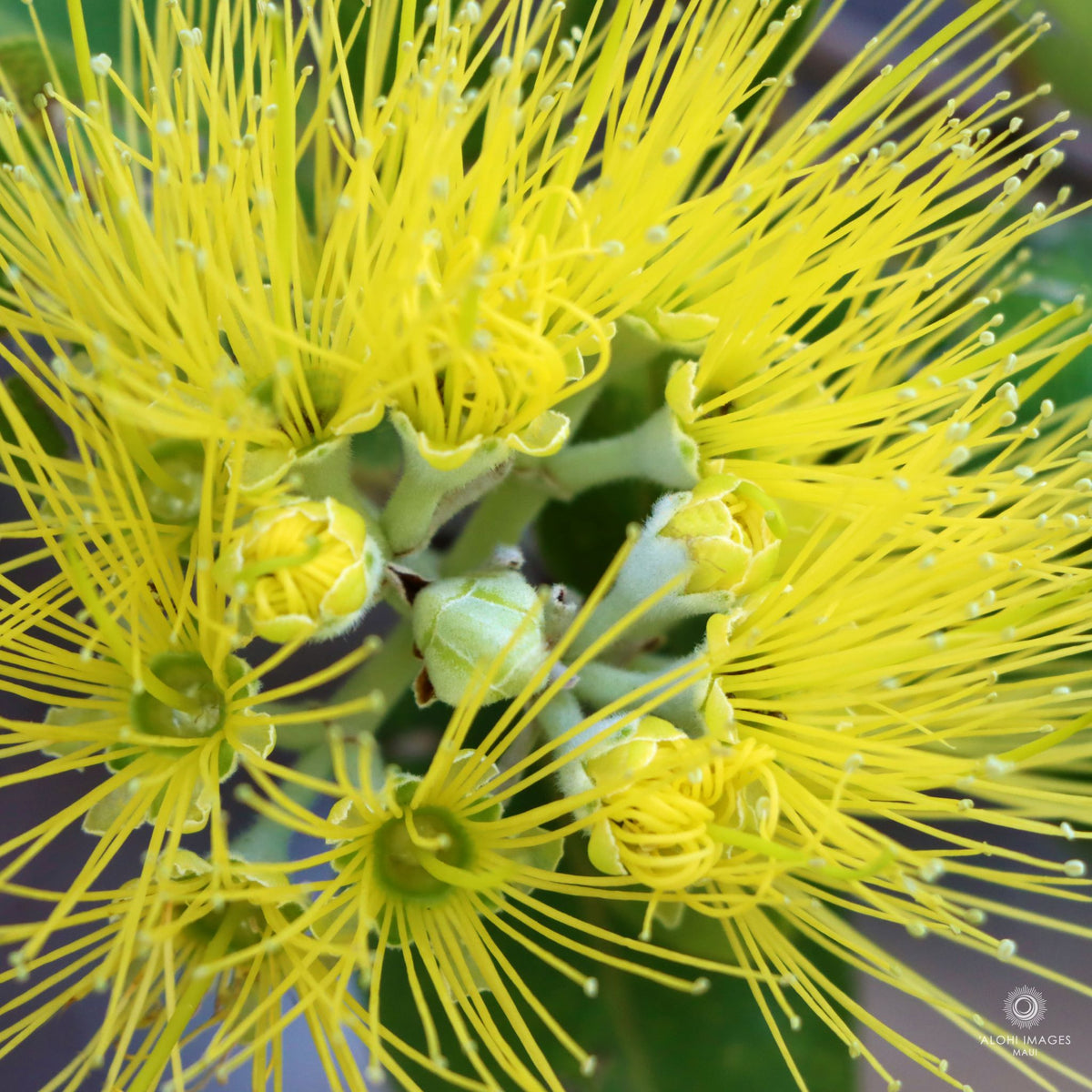 Photo Coasters - ʻŌhiʻa Mamo & ʻŌhiʻA Lehua