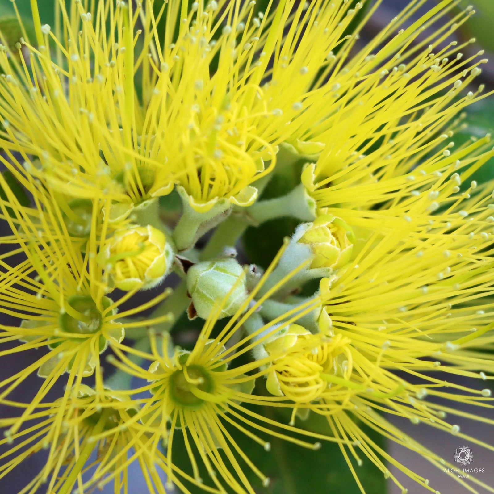Photo Coasters - ʻŌhiʻa Mamo & ʻŌhiʻA Lehua