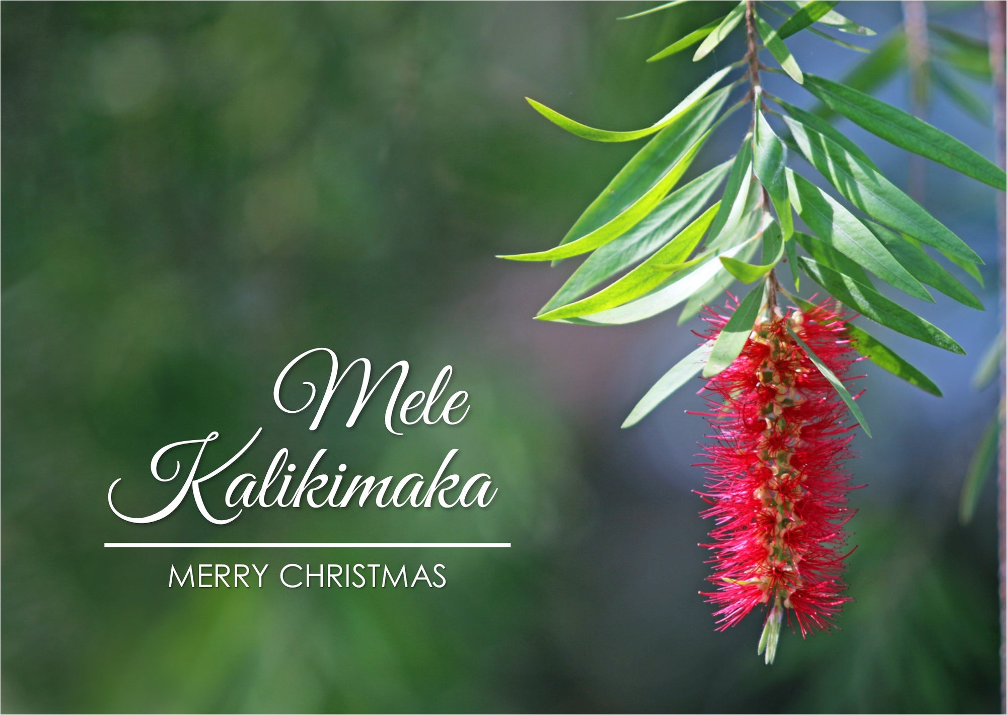 Mele Kalikimaka Card Set - Crimson Bottlebrush