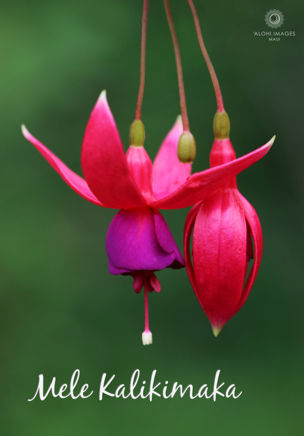 Mele Kalikimaka Card Set - Fuchsia