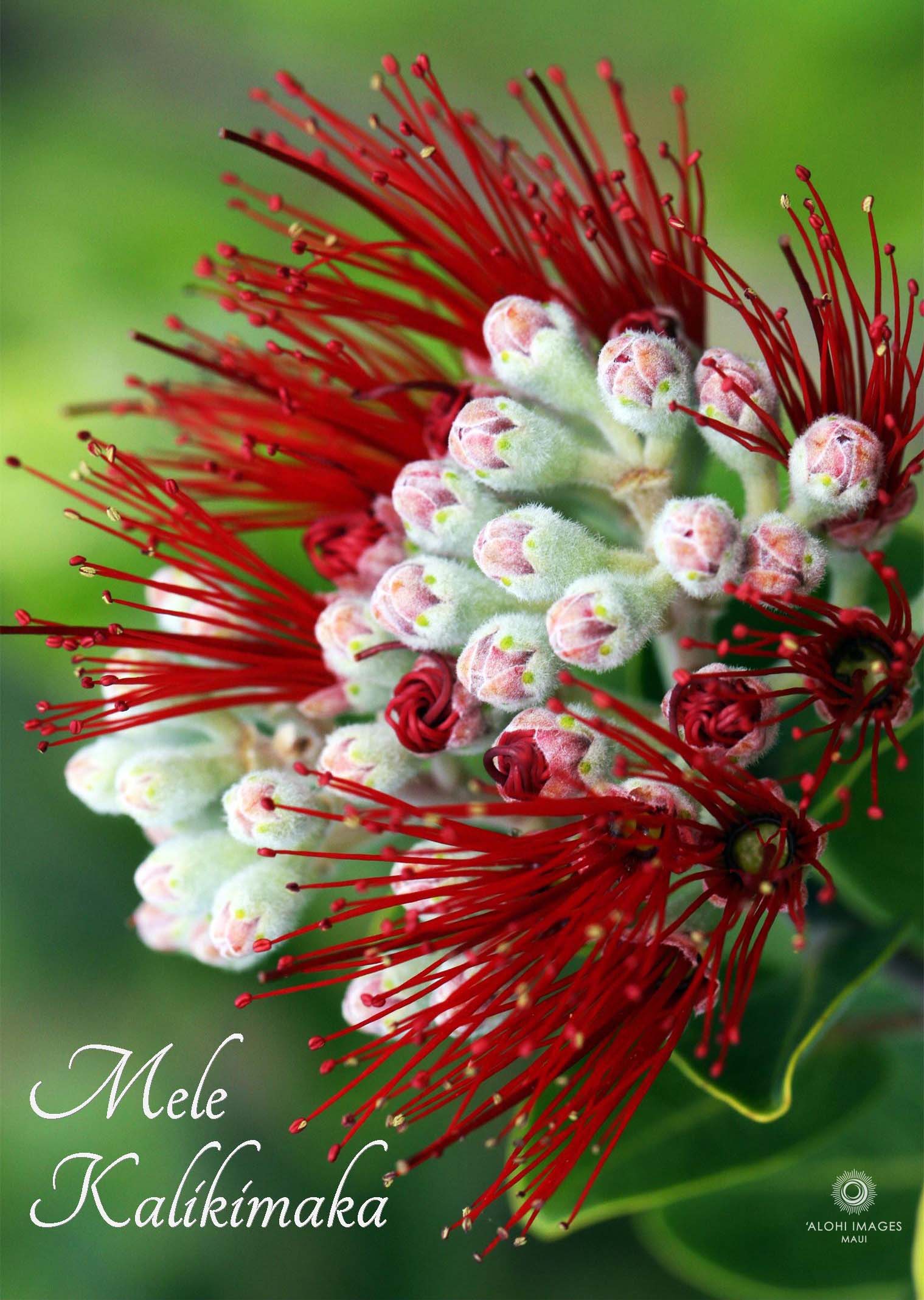 Mele Kalikimaka Card Set - ‘Ōhi‘a lehua