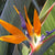 Photo Coasters Bird of Paradise & Blue Ginger