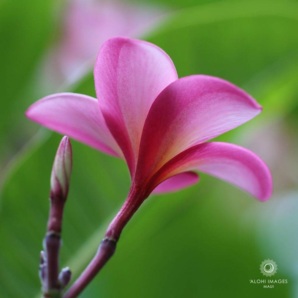 Photo Coasters - Pua Melia Plumeria