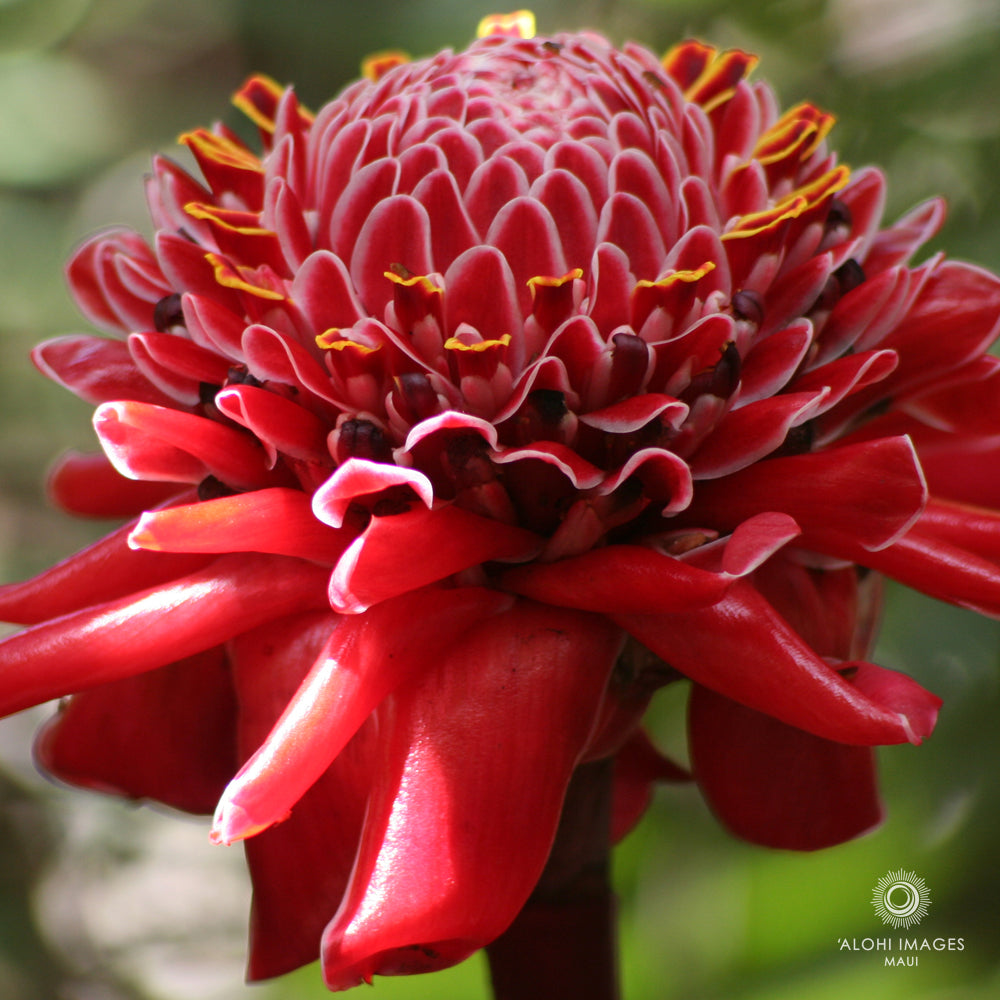Photo Coasters - Torch Ginger & Pua Melia