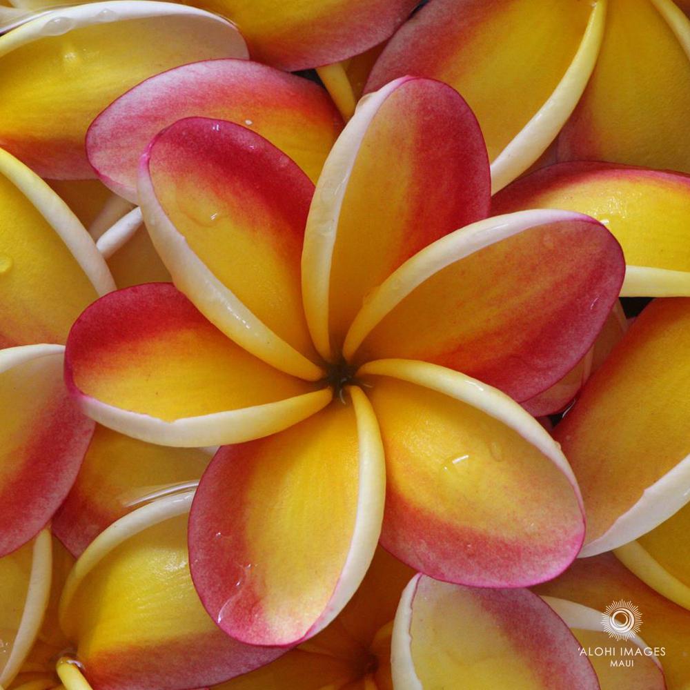 Photo Coasters -- Torch Ginger & Pua Melia