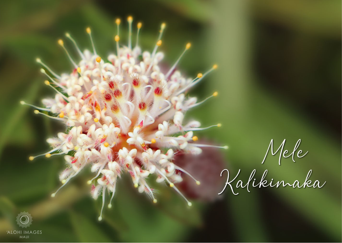 Mele Kalikimaka Card Set - Pincushion Protea