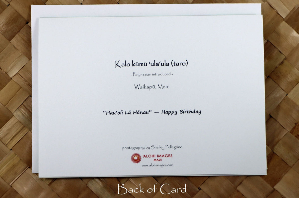 Pop-Up Mākeke - Alohi Images Maui - Hau‘oli Lā Hānau (Happy Birthday) Blank Greeting Card - Kalo Kūmū ‘Ula‘ula (Taro) - Back View