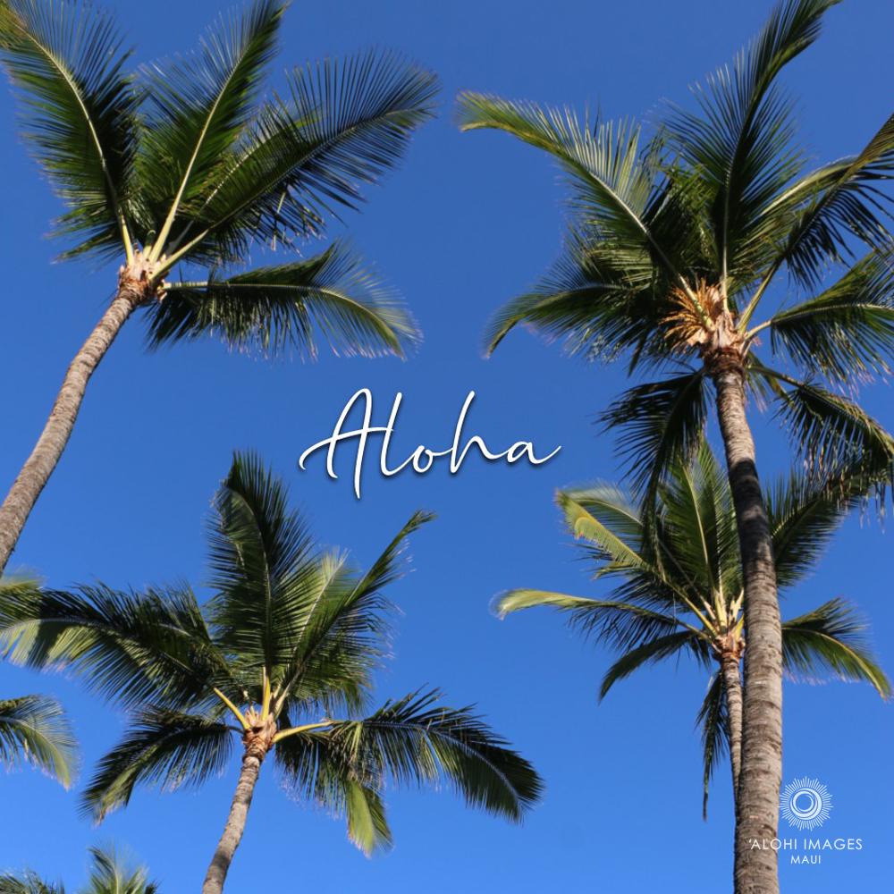 Pop-Up Mākeke - Alohi Images Maui - Niu (Coconut) Photo