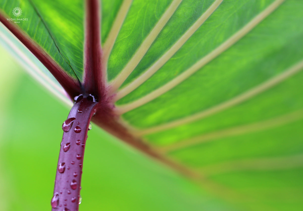 Pop-Up Mākeke - Alohi Images Maui - Noho‘ana Variety Blank Notecard Set