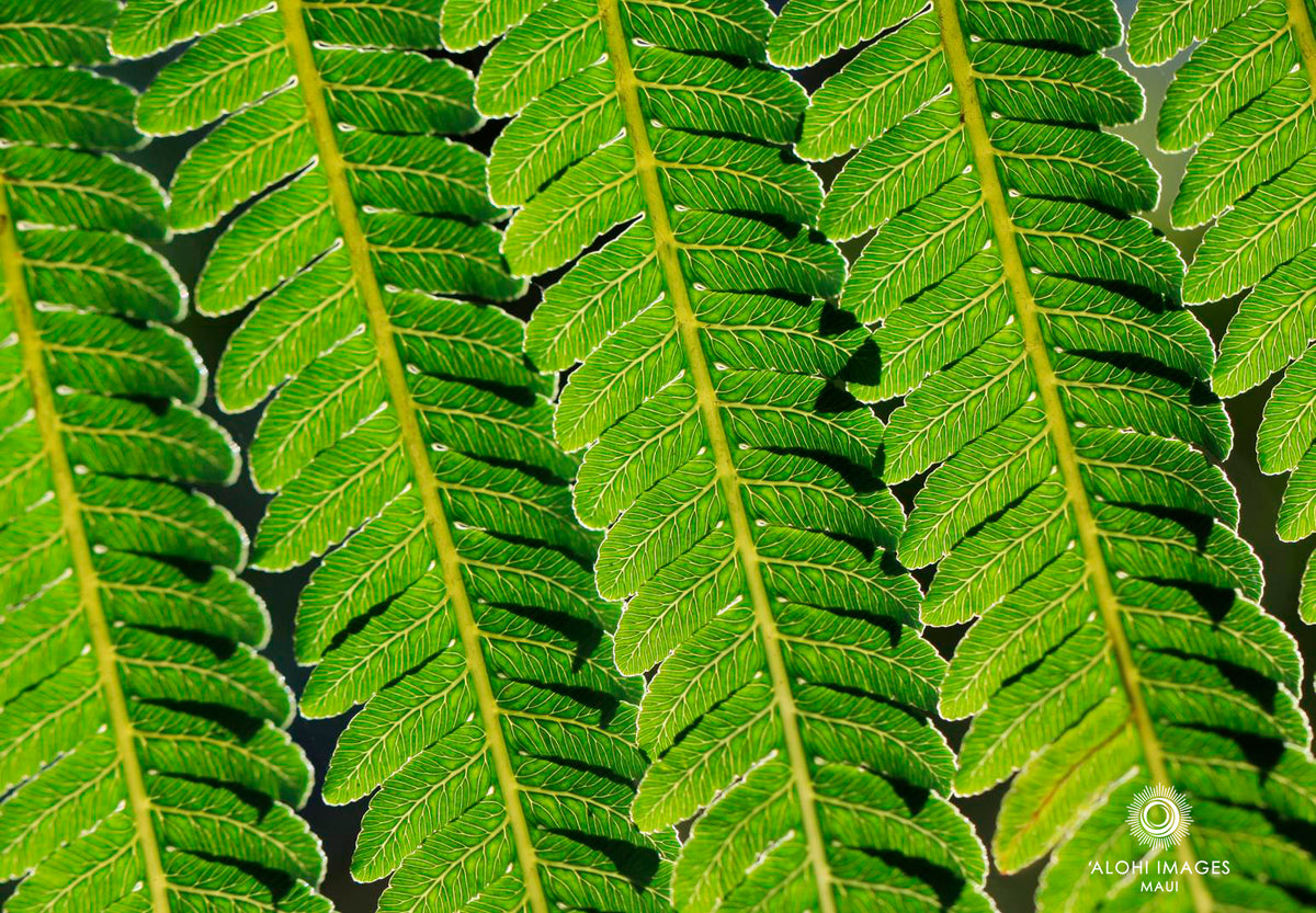 Pop-Up Mākeke - Alohi Images Maui - Pua Melia Variety Blank Notecard Set