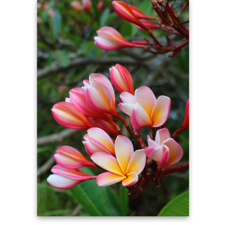 Pop-Up Mākeke - Alohi Images Maui - Pua melia II (Plumeria) Blank Notecards Set