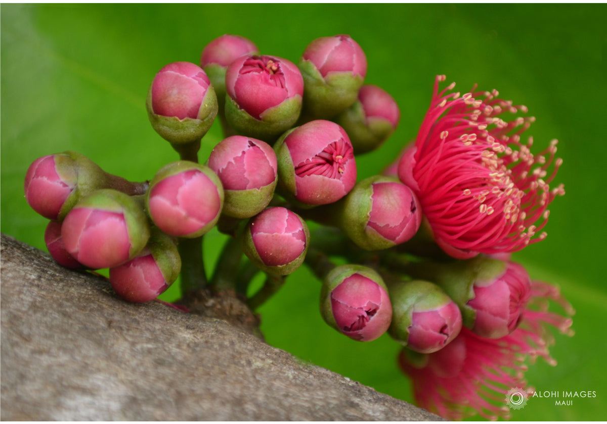 Pop-Up Mākeke - Alohi Images Maui - ‘Ōhi‘a Variety Notecard Set